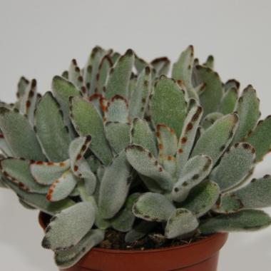 Kalanchoe tomentosa